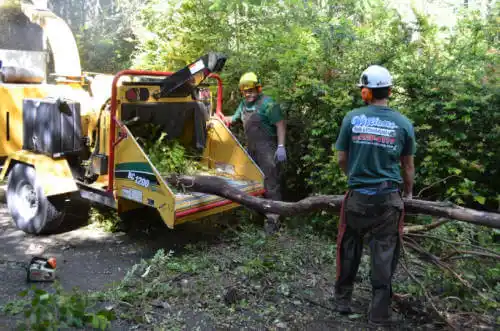 tree services North Utica